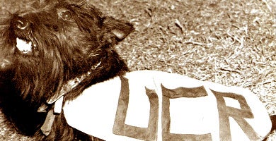 Lady MacTavish of Walpole, a Scottish Terrier also known as Buttons, was UCR's first mascot.