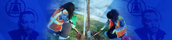 Two volunteers tending to a tree