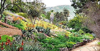 The 40-acre UCR Botanic Gardens features more than 3,500 plant species and thousands of specimens from around the world.